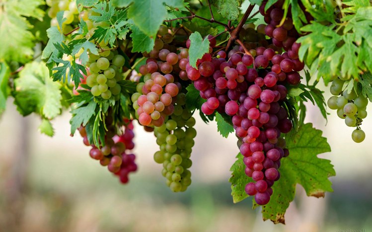 बच्चों में अंगूर के स्वास्थ्य लाभ Grapes for Baby Food शिशु आहार